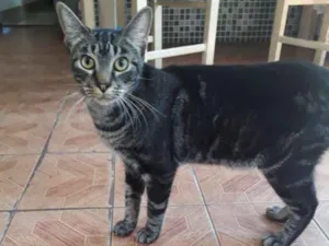 Gato raça Indefinida idade 7 a 11 meses nome Chico