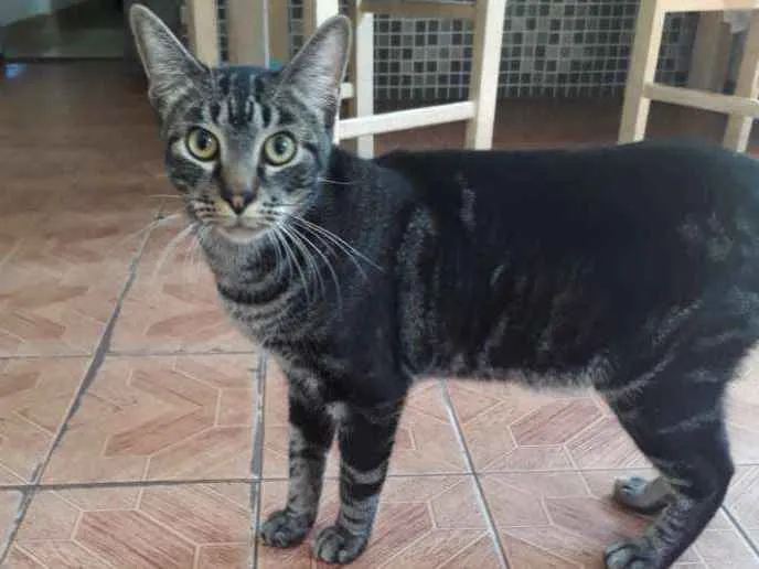 Gato ra a Indefinida idade 7 a 11 meses nome Chico