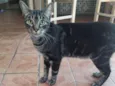 Chico