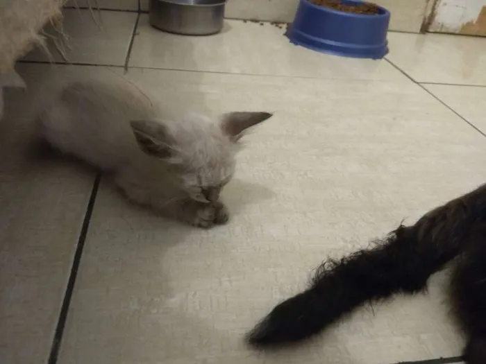 Gato ra a Indefinida idade Abaixo de 2 meses nome Gato e gata
