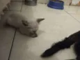 Gato e gata
