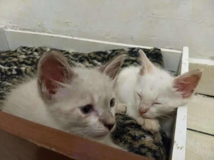Gato ra a Indefinida idade Abaixo de 2 meses nome Gato e gata