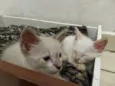 Gato e gata