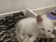 Gato e gata