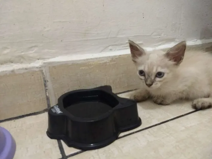 Gato ra a Indefinida idade Abaixo de 2 meses nome Gato e gata