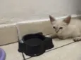 Gato e gata