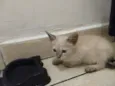 Gato e gata
