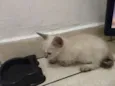 Gato e gata