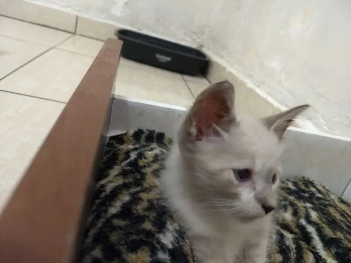 Gato ra a Indefinida idade Abaixo de 2 meses nome Gato e gata