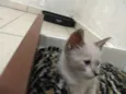 Gato e gata