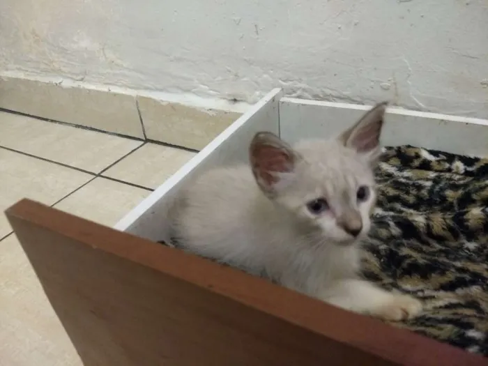 Gato ra a Indefinida idade Abaixo de 2 meses nome Gato e gata