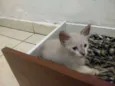 Gato e gata