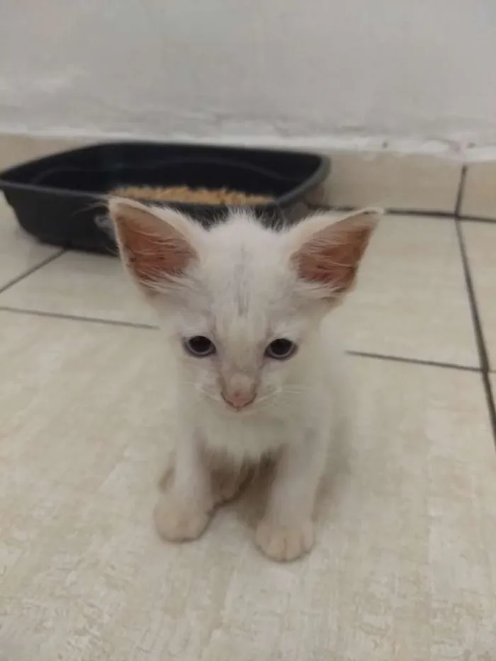 Gato ra a Indefinida idade Abaixo de 2 meses nome Gato e gata
