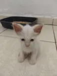 Gato e gata