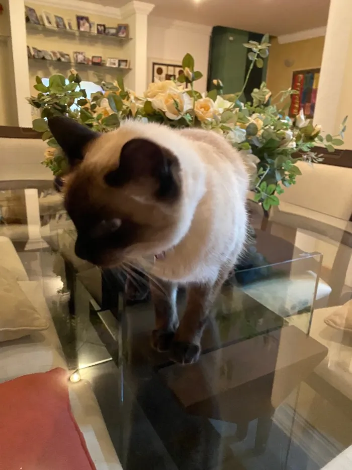 Gato ra a Siamês idade 6 ou mais anos nome Minette
