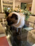 Minette