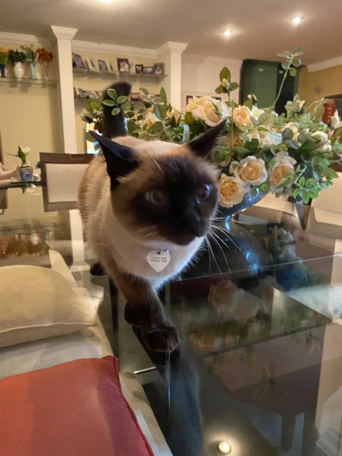 Gato ra a Siamês idade 6 ou mais anos nome Minette