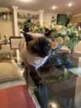 Minette