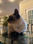 Minette