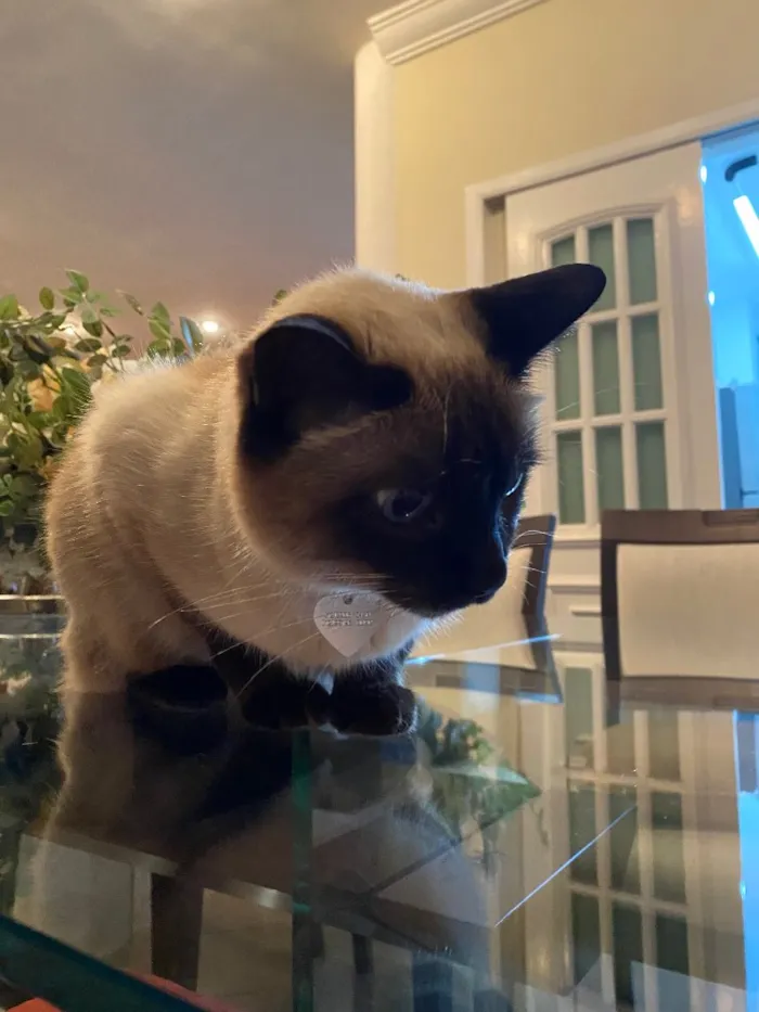 Gato ra a Siamês idade 6 ou mais anos nome Minette