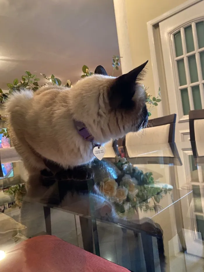 Gato ra a Siamês idade 6 ou mais anos nome Minette