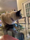 Minette