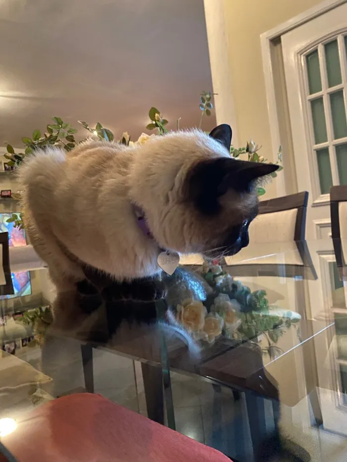 Gato ra a Siamês idade 6 ou mais anos nome Minette