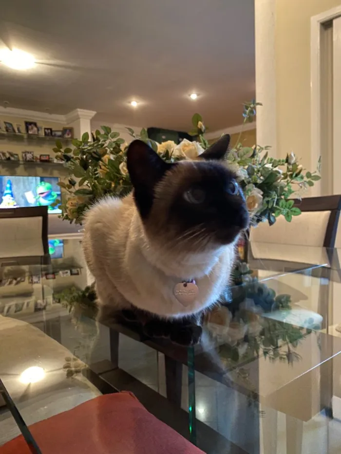 Gato ra a Siamês idade 6 ou mais anos nome Minette