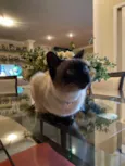 Minette