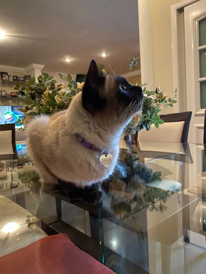 Gato ra a Siamês idade 6 ou mais anos nome Minette