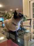 Minette