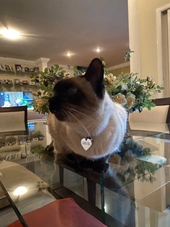 Gato ra a Siamês idade 6 ou mais anos nome Minette