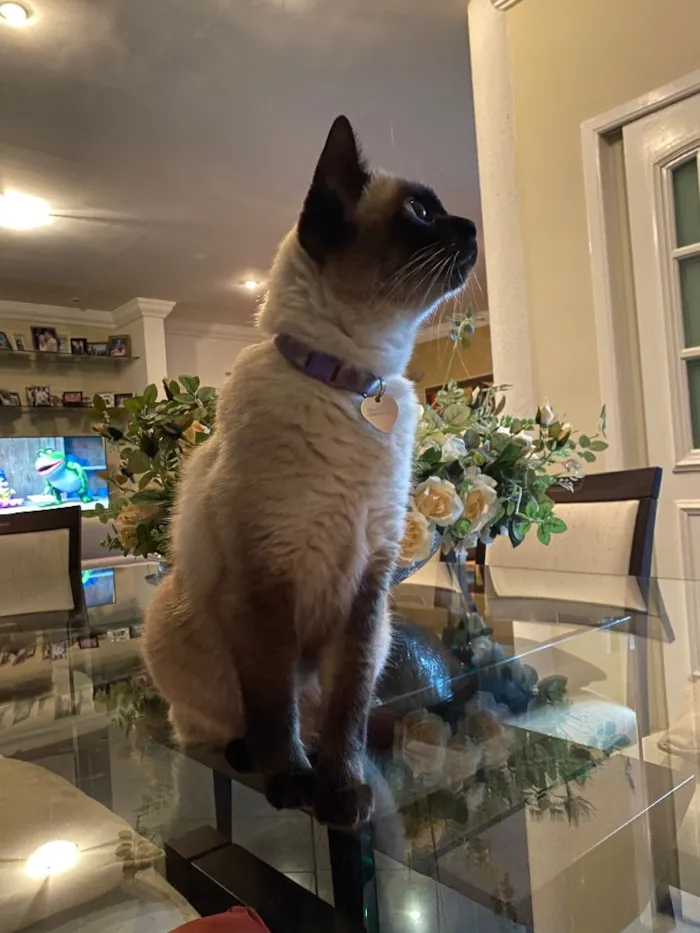 Gato ra a Siamês idade 6 ou mais anos nome Minette