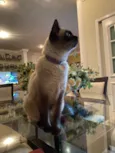 Minette