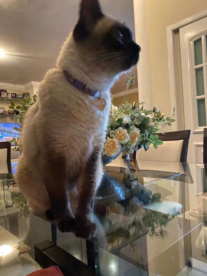 Gato ra a Siamês idade 6 ou mais anos nome Minette