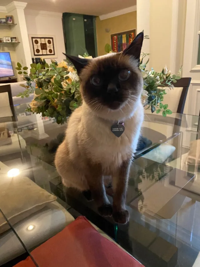 Gato ra a Siamês idade 6 ou mais anos nome Minette