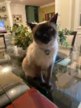 Minette