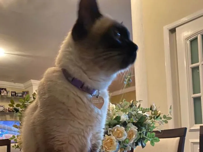 Gato ra a Siamês idade 6 ou mais anos nome Minette