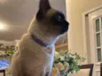 Minette