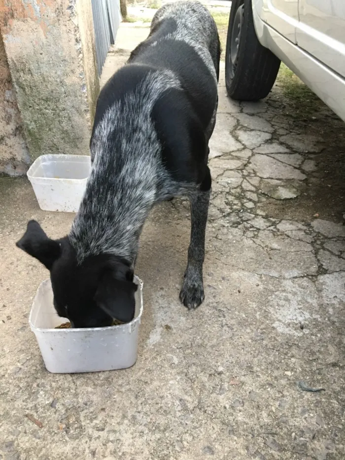 Cachorro ra a Indefinida  idade  nome  Pretinha  