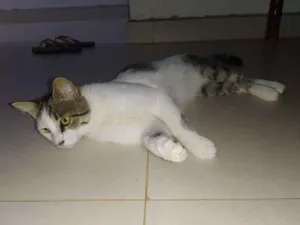 Gato raça SRD idade 2 a 6 meses nome Apollo