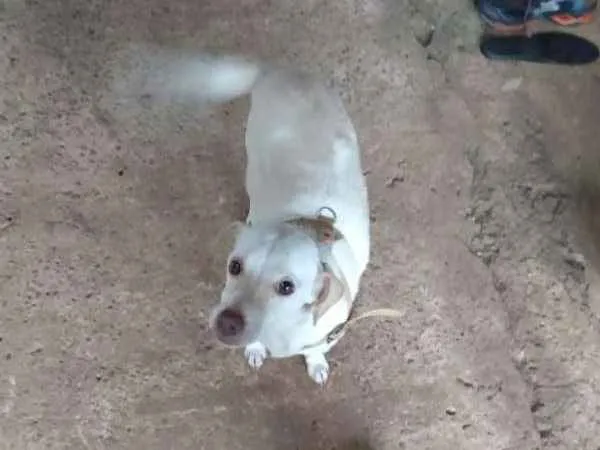 Cachorro raça  idade 1 ano nome Não sei