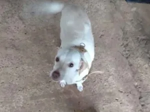 Cachorro raça  idade 1 ano nome Não sei