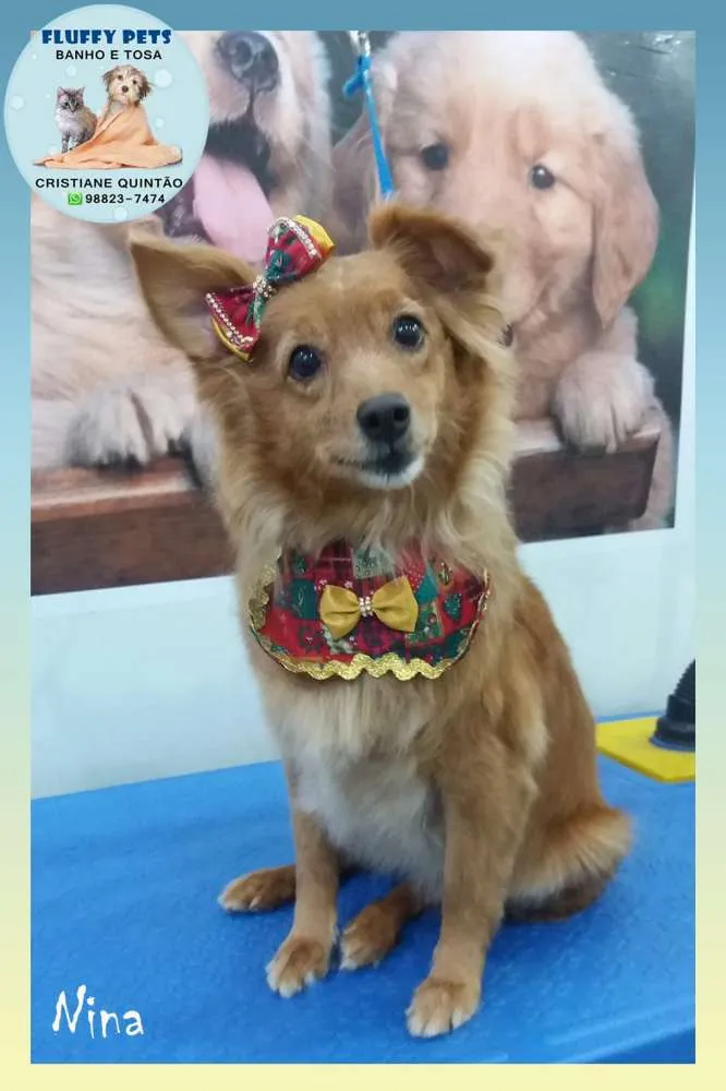 Cachorro ra a Indefinida idade 6 ou mais anos nome Nina