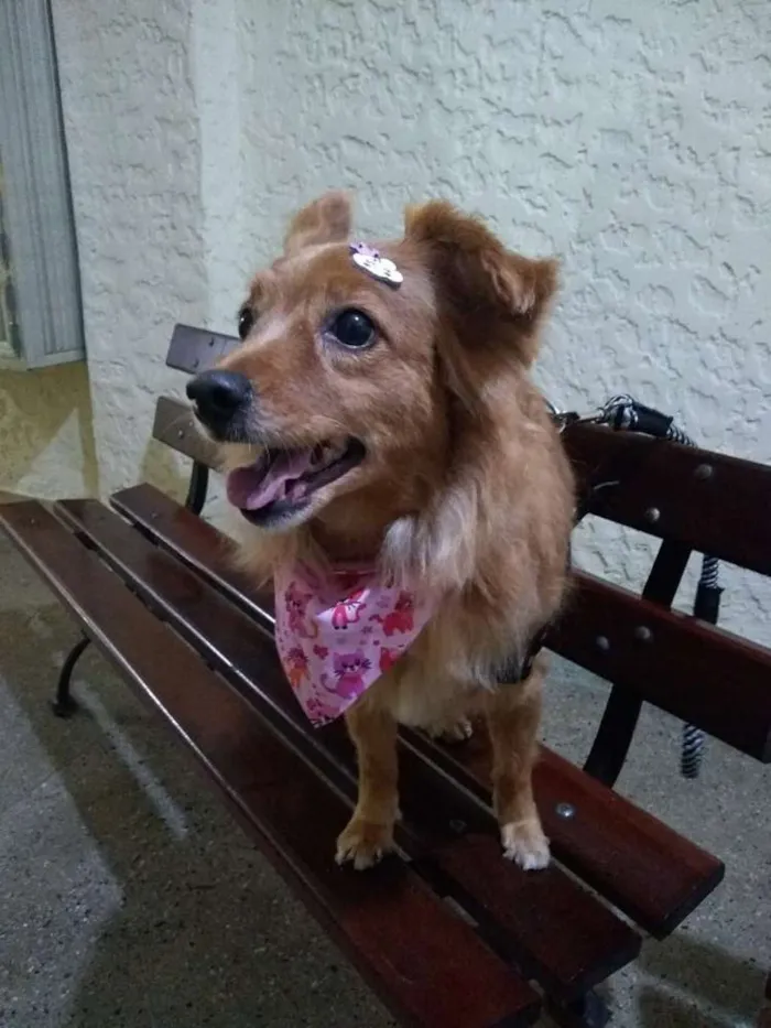 Cachorro ra a Indefinida idade 6 ou mais anos nome Nina