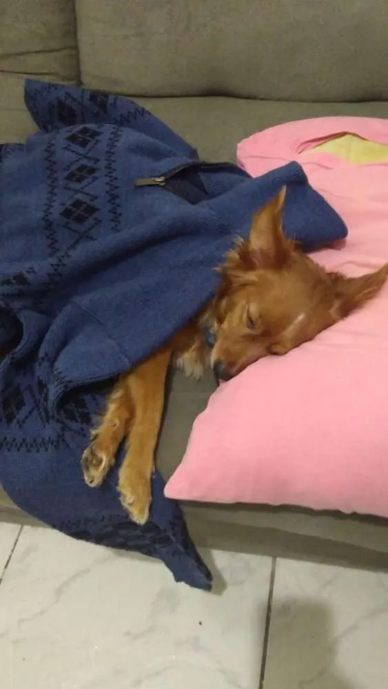 Cachorro ra a Indefinida idade 6 ou mais anos nome Nina