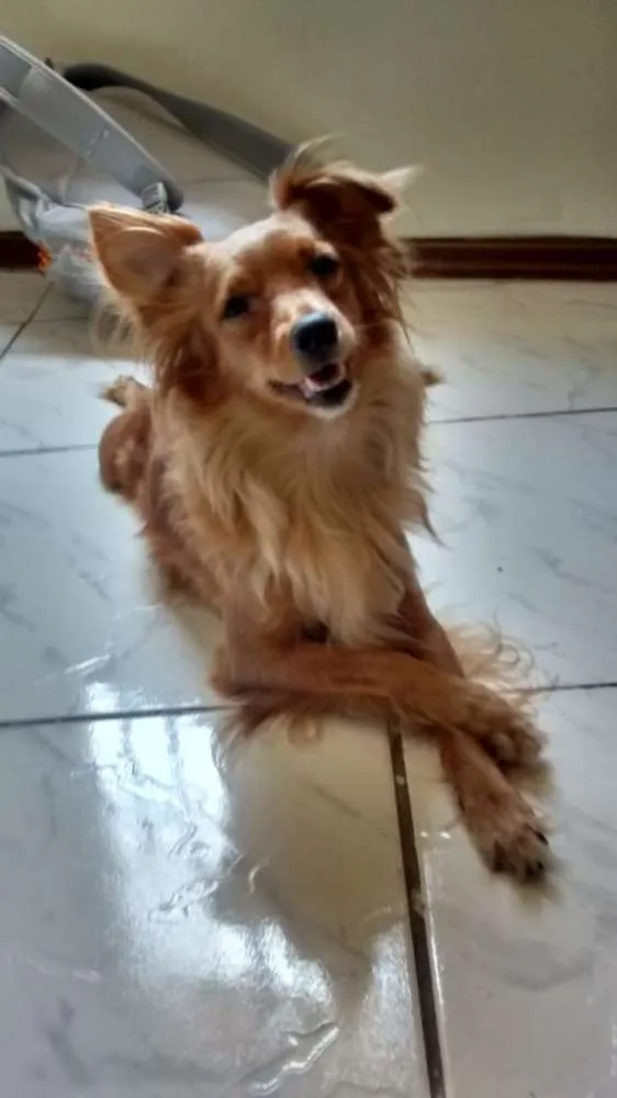 Cachorro ra a Indefinida idade 6 ou mais anos nome Nina