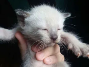 Gato raça siamês idade Abaixo de 2 meses nome não tem nome