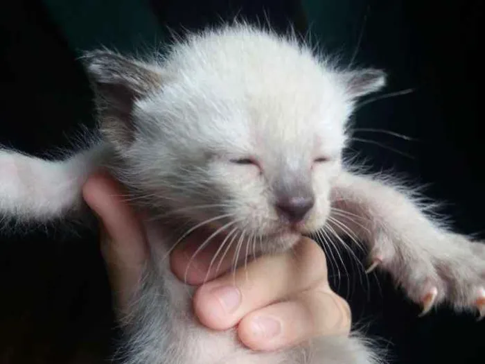 Gato ra a siamês idade Abaixo de 2 meses nome não tem nome