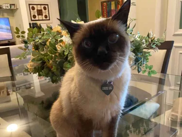 Gato ra a Siamês idade 6 ou mais anos nome Minette